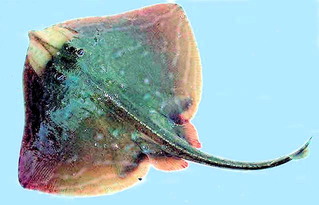 Raja microocellata05